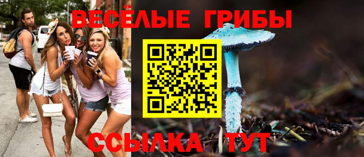 Псилоцибиновые грибы GOLDEN TEACHER  Вход с VPN  Знаменск  Псилоцибиновые грибы ЛСД 